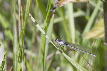 Damselfly