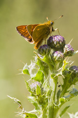 Small Skipper (Thymelicus sylvestris)