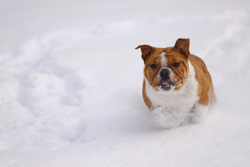 dog playing in the snow