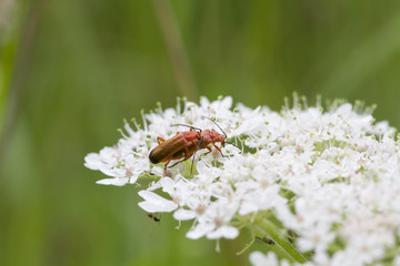 Beetle (Rhagonycha fulva)