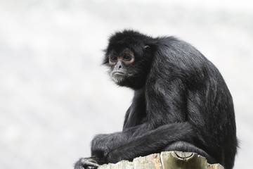 Naklejka premium Black Spider Monkey ( Ateles paniscus)