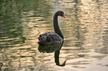 Black swan (cygnus atratus) swimming on a calm lake