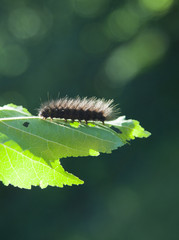 gąsienica © domi.no