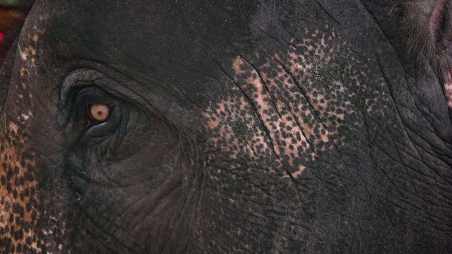 Asian or Asiatic elephant, Elephas maximus