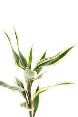 Dracaena sanderiana
