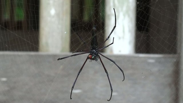 spider eats a fly