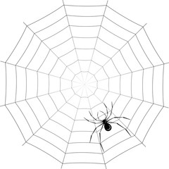 Obraz premium spider on web