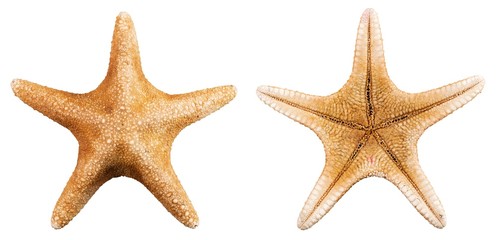 Seestern