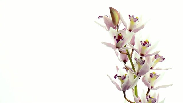 Beautiful orchids