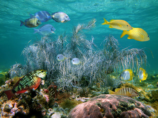 Fototapeta na wymiar Big Gorgonian koralowa w płytkiej wodzie