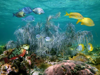 Foto op Plexiglas Colorful tropical fish with sea plume gorgonian coral, Atlantic ocean, Bahamas islands © dam