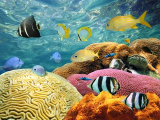 Foto op Plexiglas Colorful corals and tropical fish under water surface © dam