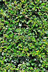 Many green leaves for background