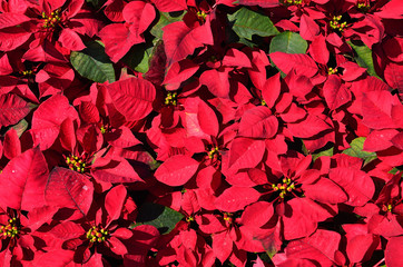 Background of red poinsettia christmas flower