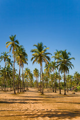 Fototapeta na wymiar Coconut palm trees grove in India