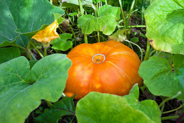 Growing pumpkins in a field