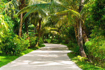 Fototapeta na wymiar Pathway in tropical park