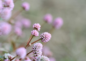 桃色の小花ヒメツルソバ