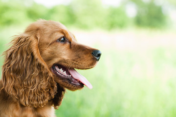 portrait Cocker Spaniel