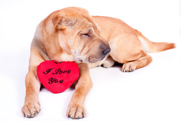 valentine dog
