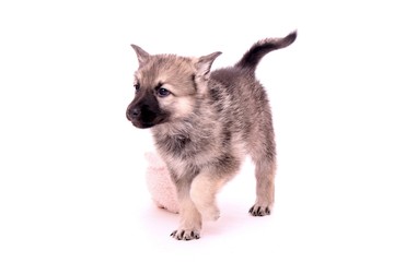 Wolfshund Welpe laufend