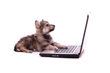 liegender Wolfshund Welpe schaut auf Bildschirm