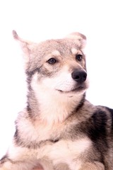 Wolfshund Junghund Portrait