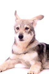 grauer Wolfshund Junghund Portrait