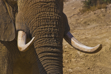 Elefante