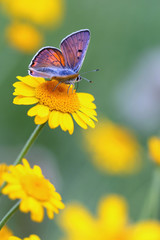 Butterfly - Purple-shot Copper - Lycaena alciphron