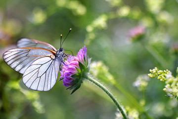 White butterfly - Black-veined White butterfly, Aporia crataegi