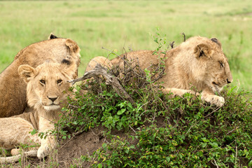 Lion cubs lying on the grass in African savannah, Kenya