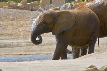 Elefante