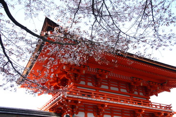 Temple japonais et cerisier fleuri à Kyoto