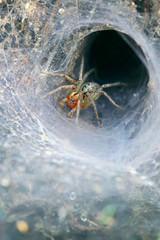 Funnel Web Weaver Grass Spider