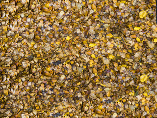 Autumn leaves textured background