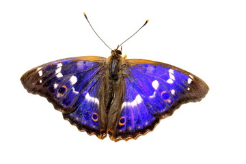 Naklejka premium Butterfly - Lesser Purple Emperor on white