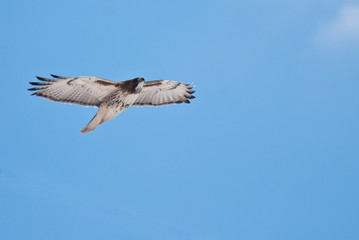 Red-Tailed Hawk in Flight Across Blue Sky
