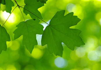 Green leaves