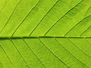 Naklejka na ściany i meble zielony liść tekstury