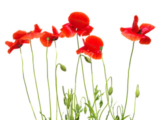 Obraz premium red poppies
