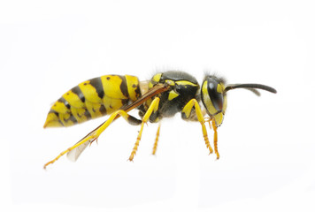 wasp