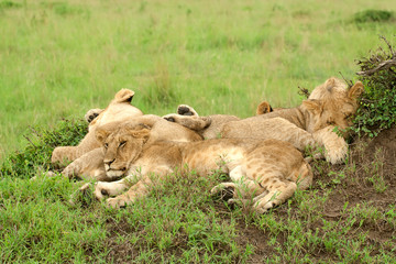 Three lion cubs lying on the grass in African savannah