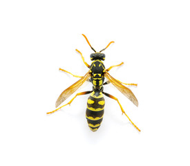 wasp