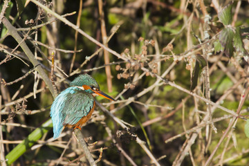 Kingfisher (Alcedo atthis)