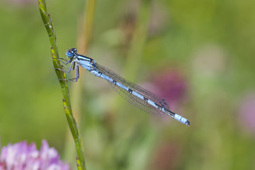 Blue Damselfly