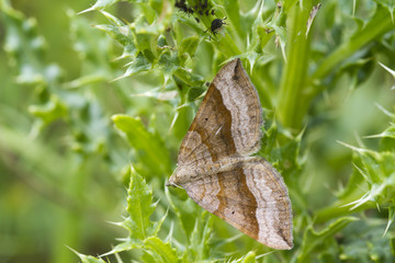 shaded broad-bar  Moth ( Scotopteryx chenopodiata )