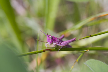 Pink Grasshopper
