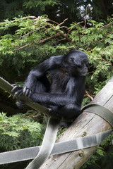 Black Spider Monkey ( Ateles paniscus)
