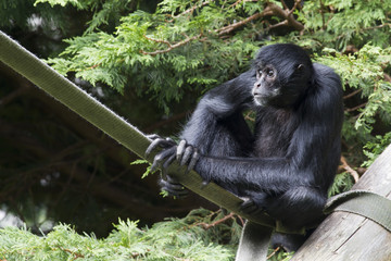 Black Spider Monkey ( Ateles paniscus)